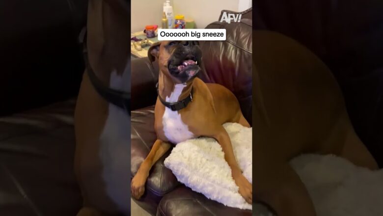 This dog’s sneeze is absolutely unhinged 😂