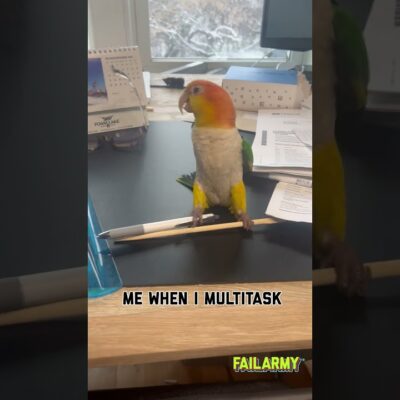 What we have here is an illustration of the ADHD brain #mondaymotivation #adhd #multitasking #birds