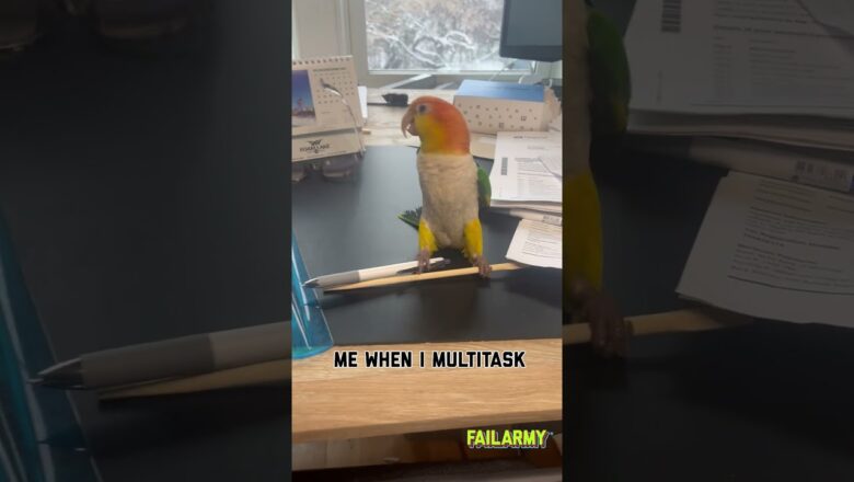 What we have here is an illustration of the ADHD brain #mondaymotivation #adhd #multitasking #birds