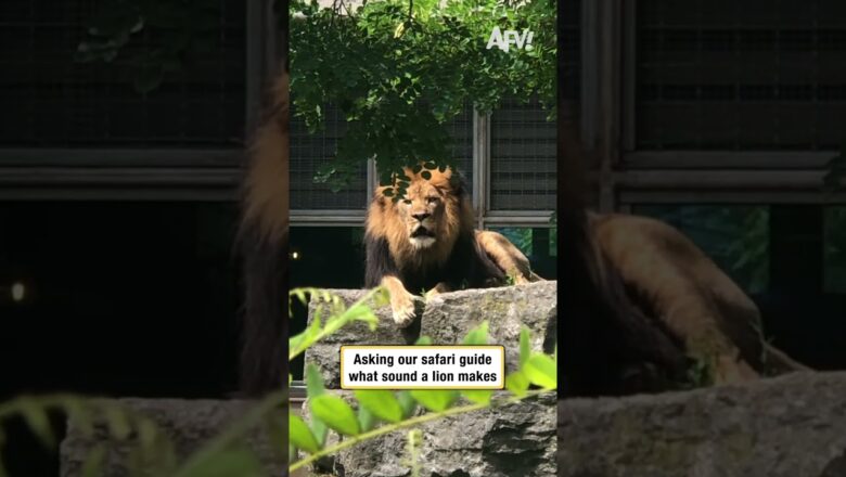 Asking our safari guide what sound a lion makes