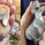 AWW Animals SOO Cute! Cute baby animals Videos Compilation cute moment of the animals #3 2026