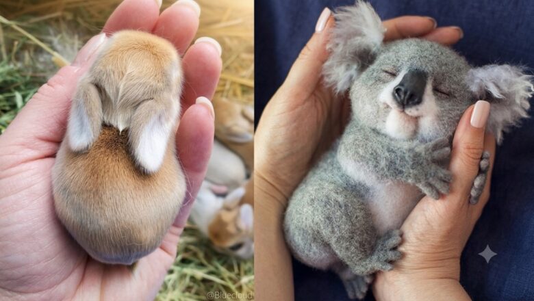AWW Animals SOO Cute! Cute baby animals Videos Compilation cute moment of the animals #3 2026