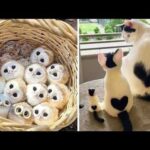 AWW Animals SOO Cute! Cute baby animals Videos Compilation cute moment of the animals #2 2026