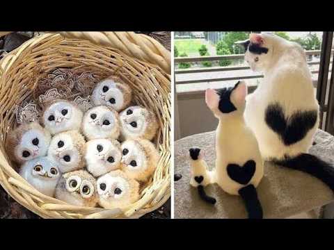 AWW Animals SOO Cute! Cute baby animals Videos Compilation cute moment of the animals #2 2026