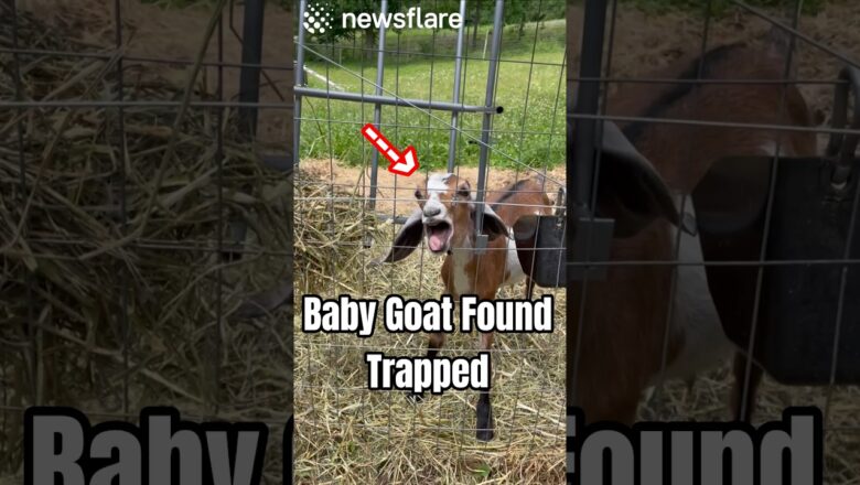 Baby Goat Was Trapped, Alone & Scared