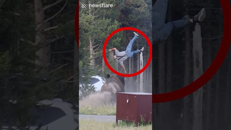 Bison Flips Man Into The Air
