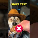 Blind Dog VS Sniff Test