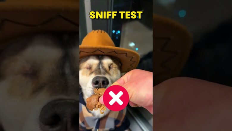 Blind Dog VS Sniff Test