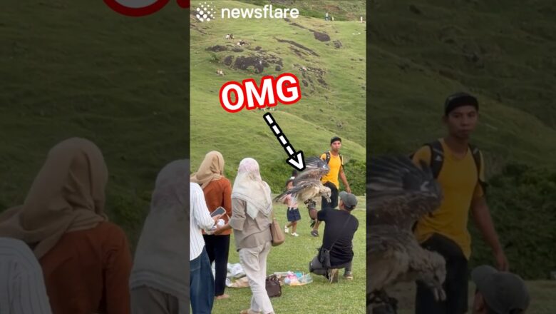 Cheeky Eagles Steals Picnic