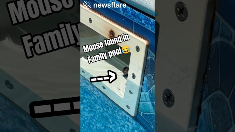 Child Rescues a Drowning Baby Mouse