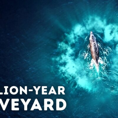 Deep-Sea Researchers Just Found a Massive Whale Graveyard That Shouldn’t Exist