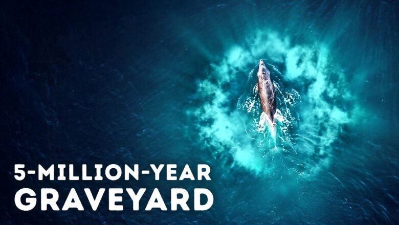 Deep-Sea Researchers Just Found a Massive Whale Graveyard That Shouldn’t Exist