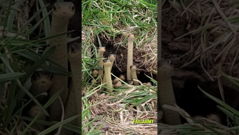Do they know it’s #WorldSnakeDay afterall? #snakes #dating #relationships #failarmy