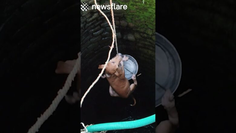 Dog Found Stranded In The Bottom Of a Well