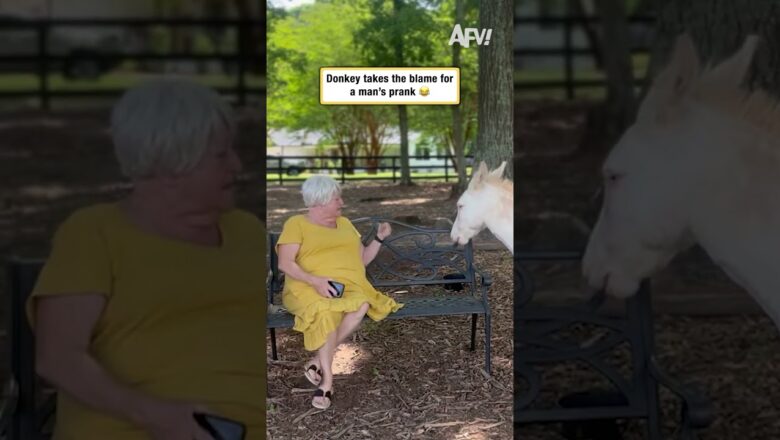 Donkey takes the blame for a man’s prank 😂