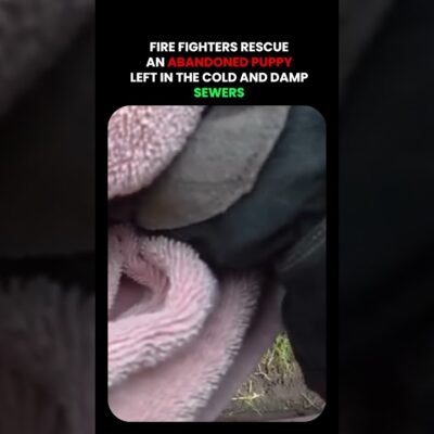 Fire Fighters Rescue Abandoned Puppy