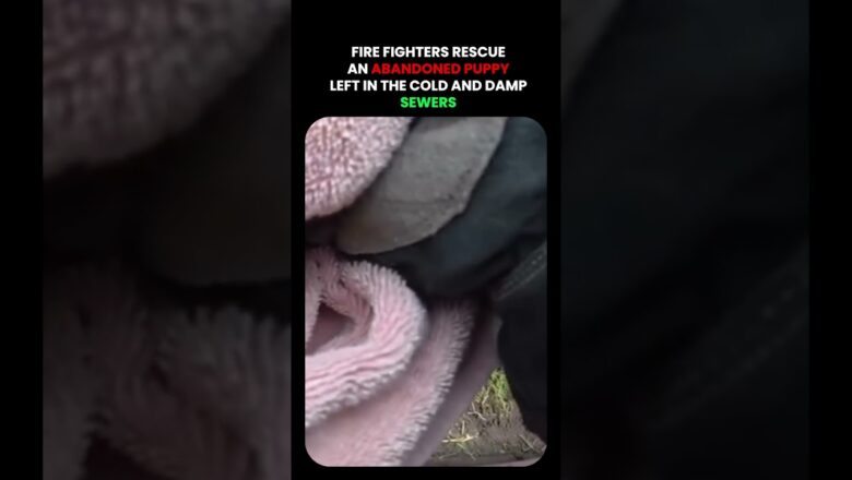 Fire Fighters Rescue Abandoned Puppy