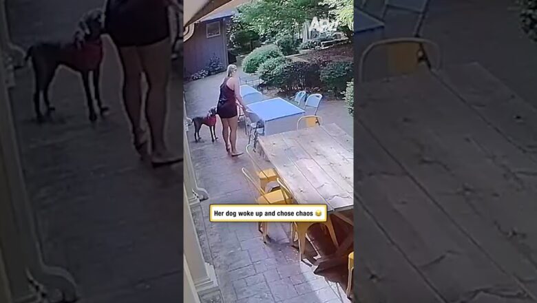 Her dog woke up and chose chaos 😂