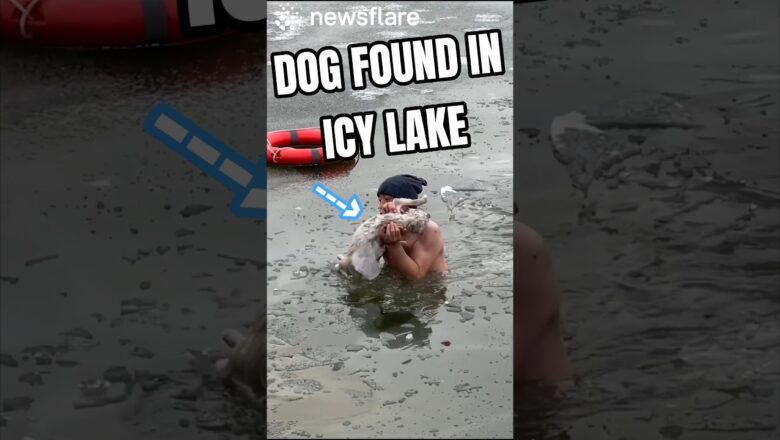 Heroic Man Dives Into Icy Water To Save Dog