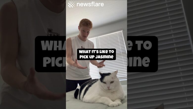 How To Pick Up Jasmine The Cat