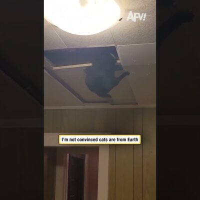 I’m not convinced cats are from Earth