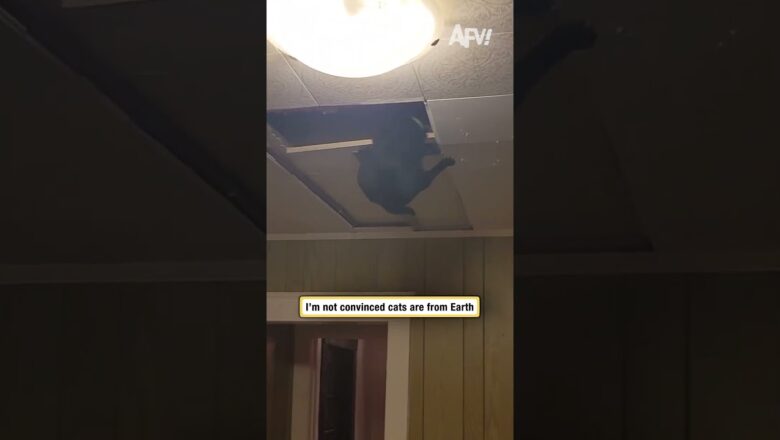 I’m not convinced cats are from Earth