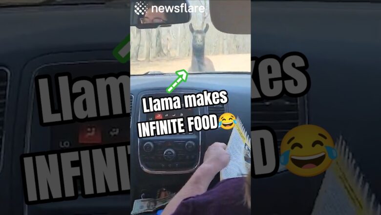 Llamas Trick For Infinite Food