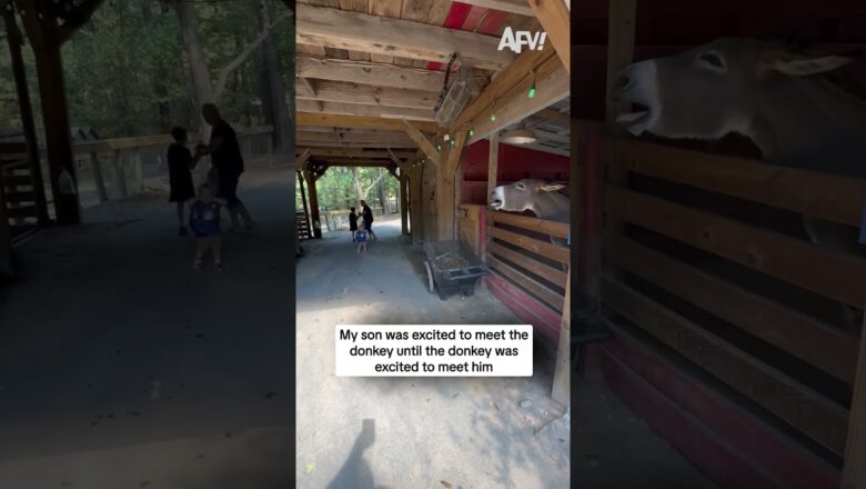 My son was excited to meet the donkey until the donkey was excited to meet him