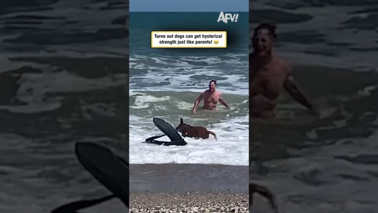 Never Underestimate a Dog’s Strength #dogsoftiktok #funny #shorts