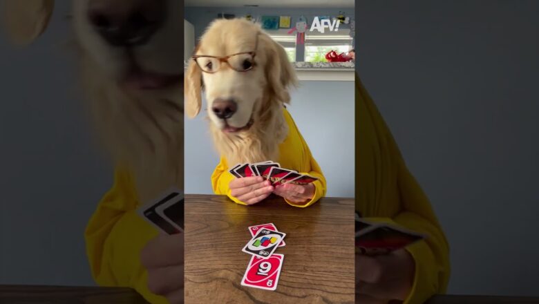 Pawcean’s Eleven: Assembling the Ultimate Animal Heist Team