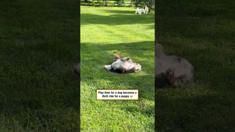Play time for a dog becomes a thrill ride for a puppy 😂