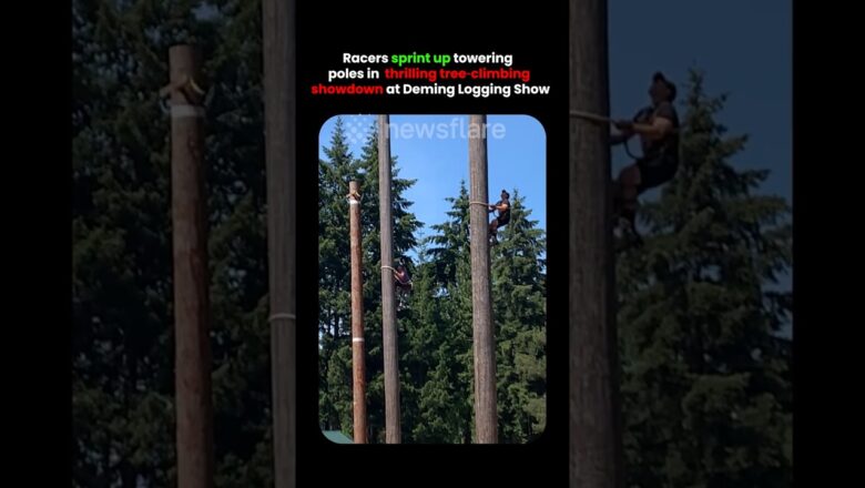 Racers Climb Up Tree In Ultimate Showdown