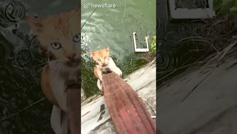 Rescuing A Helpless Kitty