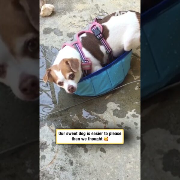 She doesn’t need fancy, just this #dogsofshorts #simplejoys #funny