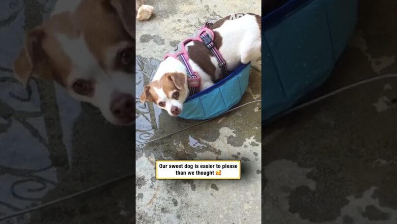 She doesn’t need fancy, just this #dogsofshorts #simplejoys #funny