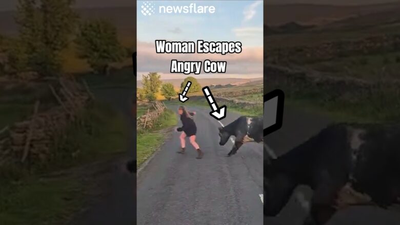 She Shouldn’t Have Approached The Cow