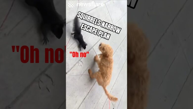 Squirrel Makes a Narrow Escape