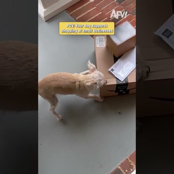 This dog REFUSES to let Amazon delivery pass 🐕 #dogs #funny #viral