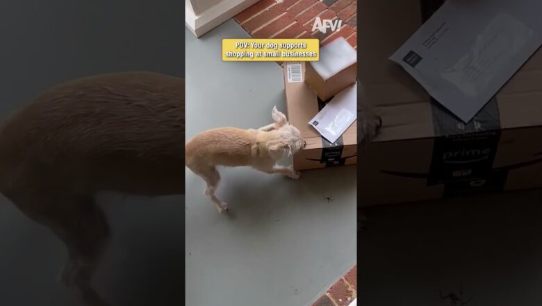 This dog REFUSES to let Amazon delivery pass 🐕 #dogs #funny #viral