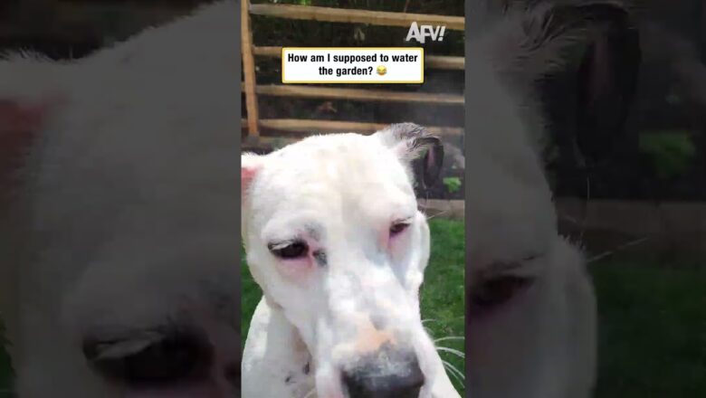 Trying to Garden While Your Dog Has Other Plans #dogs #funny #relatable