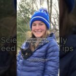 UCLA Researchers Started an OnlyFans for Marmots