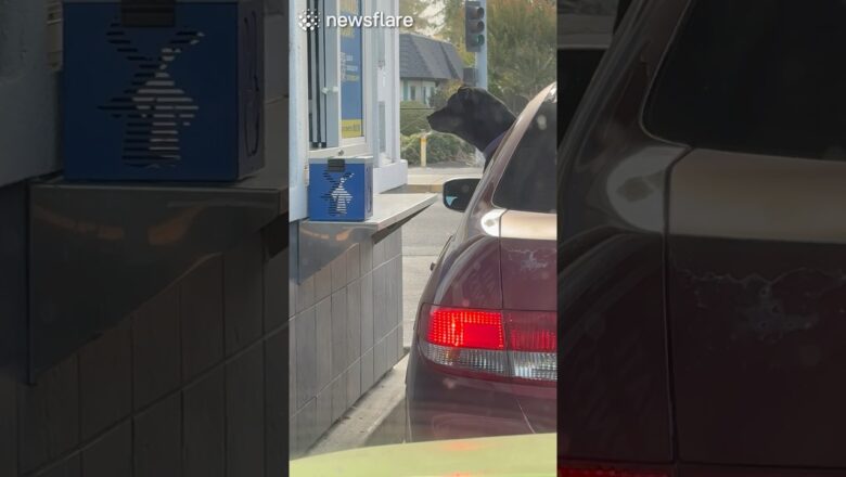 What Is The Dog Waiting For?