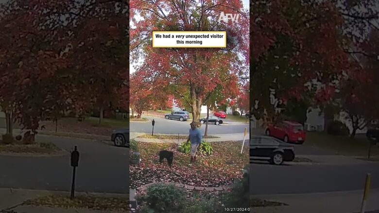 You Won’t Believe Who Stopped By Our House #deer #wildlife #animals