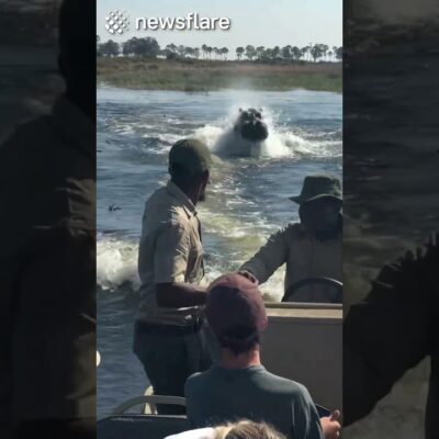 Angry Hippo CHASES Tourists In Boat