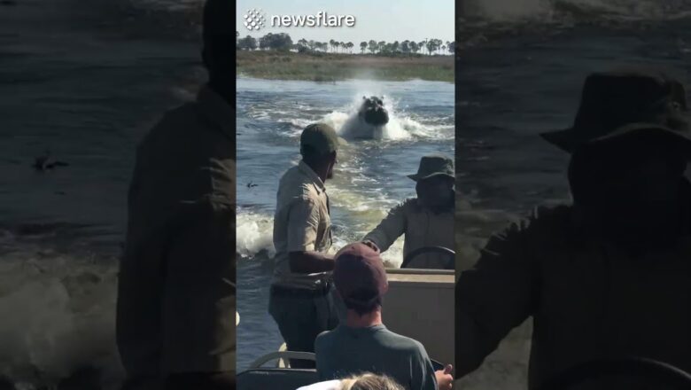 Angry Hippo CHASES Tourists In Boat