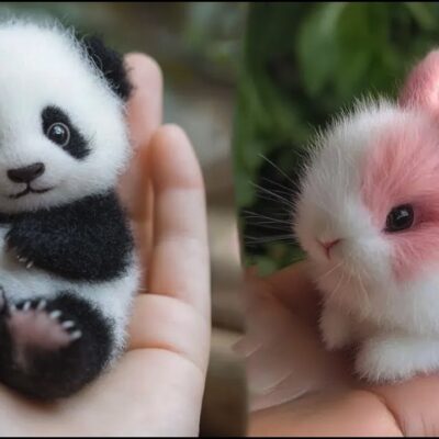AWW Animals SOO Cute! Cute baby animals Videos Compilation cute moment of the animals #5 2026