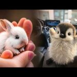 AWW Animals SOO Cute! Cute baby animals Videos Compilation cute moment of the animals #4 2026