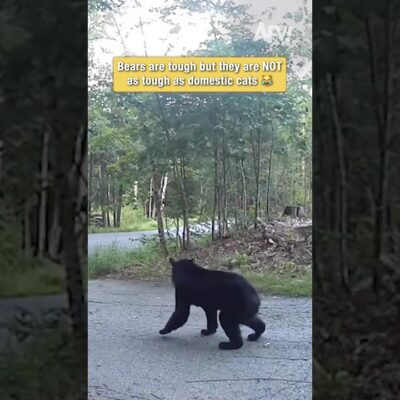 Bears are tough but they are NOT as tough as domestic cats 😹