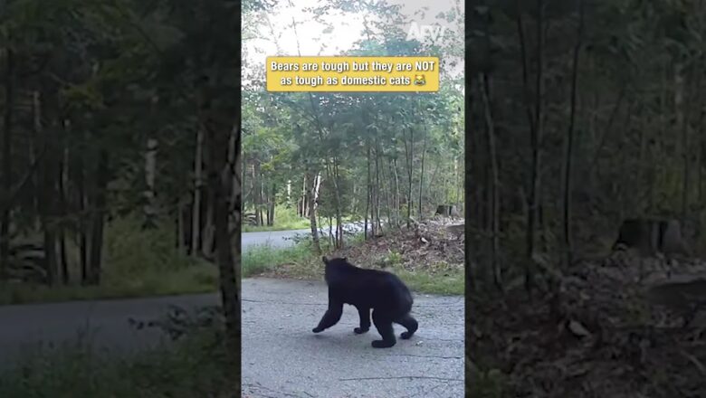 Bears are tough but they are NOT as tough as domestic cats 😹