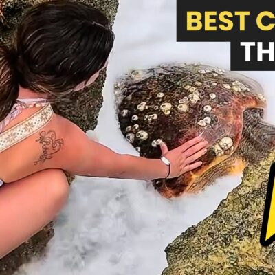 Best Animal Rescues Of The Week